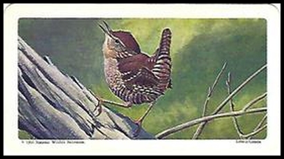 21 Winter Wren